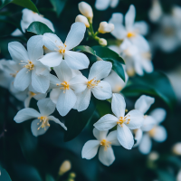 Tropical Jasmine Herbal Oil Blend