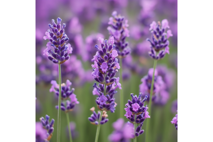 herbs for healing and magic lavender