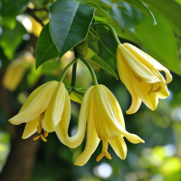 Ylang Ylang Oil Blend